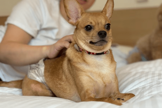 ＜Luxury Trailers離宮伊勢　はじめての愛犬旅♪安心グランピングデビュー＞　ノーリードOK！愛犬プレート付き＜1泊2食付＞