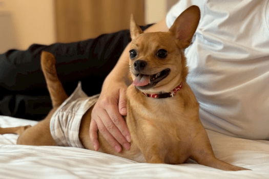ワンちゃんと楽しむソログランピング☆食事は自由にカスタマイズ☆〈愛犬OK・露天風呂付きトレーラーハウス〉