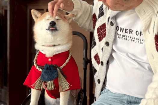 ■ワンちゃんとたくさんお出かけしよう♪ ■ワンちゃんとたくさんお出かけしよう♪