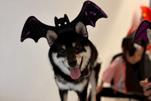 ■ワンちゃん用ハロウィングッズ無料貸出♪ ■ワンちゃん用ハロウィングッズ無料貸出♪