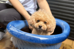 ＜愛犬可＞【Luxury DOG Trailer】2ベッド・34㎡｜露天風呂・専用ドッグラン付き