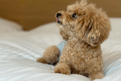 ■連泊割■★ワンちゃんルーム★５匹目まで無料。アメニティ類も持参で格安”素泊まりプラン”♪