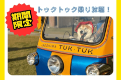 【1日1組限定】トゥクトゥク乗り放題プラン