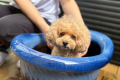 【Luxury DOG Trailer】2ベッド・34㎡＜愛犬OK＞露天風呂・専用ドッグラン付き