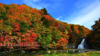 【秋・鳥海山麓　法体の滝紅葉】色鮮やかな紅葉と滝の清流は風光明媚
