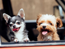 【早割60｜年末年始】お日にち限定×駐車場無！ペットと一緒★バイキング×ドリンクオールインクルーシブ