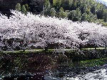 【千歳川の桜並木】4月には満開の桜がお楽しみいただけます。