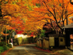 【奥湯河原　紅葉】彩り鮮やかに染まった湯河原の街並みをぜひ歩いてみては