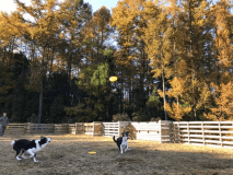 すぐ隣にはドッグラン♪
※現在ドッグランは改修中のためご利用いただけません。（2025年10月現在）