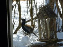 《私学共済加入者・年金者限定》雪あかりプラン　（２名様から）