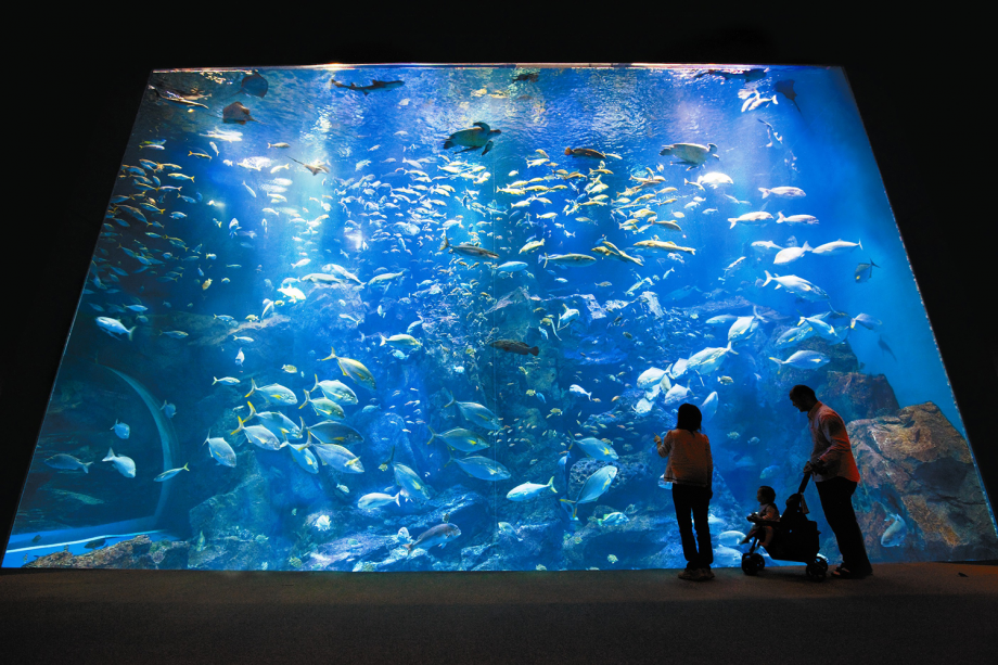 「男鹿水族館ＧＡＯ」
男鹿の海を再現した大水槽はいろいろなお魚が泳いでいて、大人からお子様まで見入ってしまうほど。