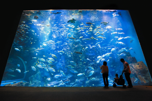 「男鹿水族館ＧＡＯ」
男鹿の海を再現した大水槽はいろいろなお魚が泳いでいて、大人からお子様まで見入ってしまうほど。