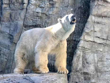 「男鹿水族館ＧＡＯ」の人気者、白クマ“豪太クン”