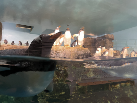 「男鹿水族館ＧＡＯ」には、男鹿近海のお魚のほか、可愛らしいジェンツーペンギンもいますョ。