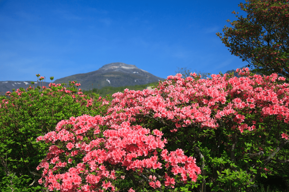 八幡のツツジ