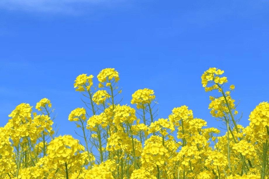 【春】やわらかな新緑と鮮やかな草花が彩る季節