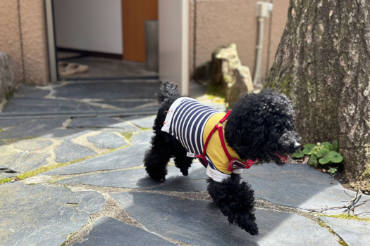 愛犬と一緒に泊まれるふくろうの森