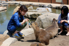 <那須どうぶつ王国【王国パスポート】付>ショーやふれあいも楽しめる<お食事はバイキング>★公式HP予約で3大特典付★ <那須どうぶつ王国【王国パスポート】付>ショーやふれあいも楽しめる<お食事はバイキング>★公式HP予約で3大特典付★