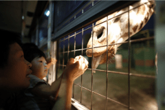 暗闇の中を探検！大人気のナイトツアー【ナイトサファリツアー】付きプラン＜お食事はバイキング＞★公式HP予約で3大特典付★
