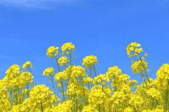 【春】やわらかな新緑と鮮やかな草花が彩る季節