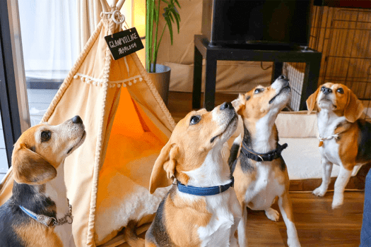 🐾ペット旅 🐾施設限定スペシャルプラン｜愛するペットと共有する、旅の喜び。REST GLAMPING