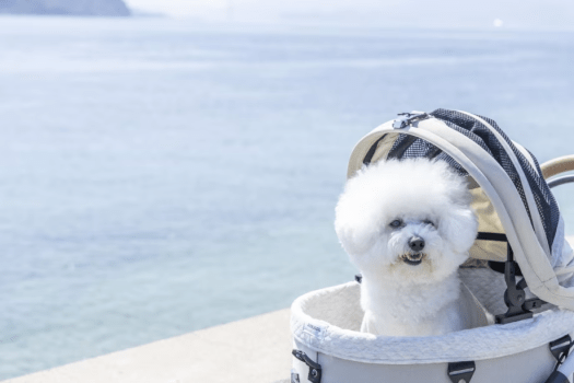 REST GLAMPING■広島・しまなみ海道の島で過ごす、ひとり贅沢『ソログランピングプラン』～瀬戸内の楽園へひとり旅～【素泊り】