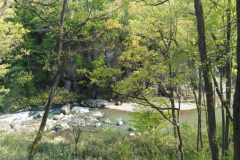 和室7.5畳間からの眺望(新緑と渓谷が美しい初夏のひととき)