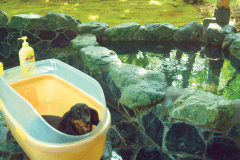 露天風呂一例（和風露天）。自然に囲まれた露天風呂でゆったり温泉浴♪