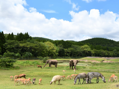 大自然の中で野生本来の動物達の姿を間近で楽しめるテーマパークです。 
ホワイトタイガーを始め、世界の珍しい動物やウサギやモルモットなど可愛らしい動物たちとふれあえます。