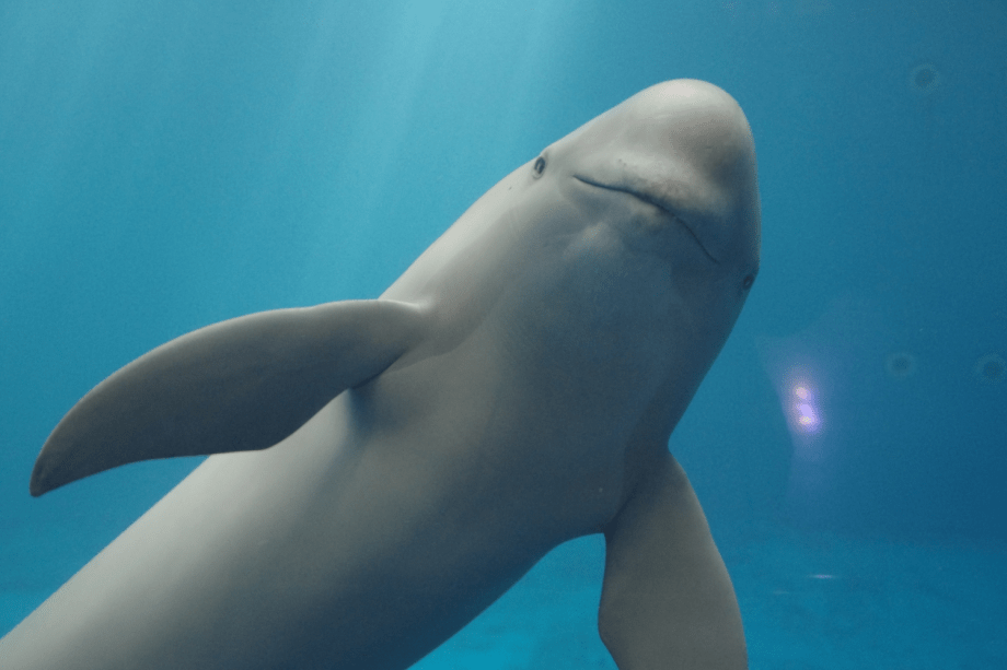 「写真提供：鳥羽水族館」スナメリさん