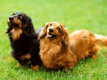 withDogRoom＿海側和洋室で愛犬と贅沢時間【1日1組限定】