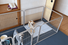 with Dog Room ― 海側和室で愛犬と贅沢旅【1日1組限定】 with Dog Room ― 海側和室で愛犬と贅沢旅【1日1組限定】