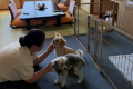 DogsRoom