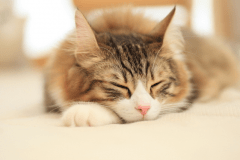 にゃんこと一緒にゆったりとお寛ぎください♪