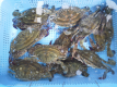 旬の味覚☆渡り蟹と地魚プラン【7月～10月】
