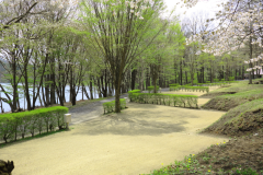 ＡＣサイトは、計５サイト。湖畔沿いに配置されております。