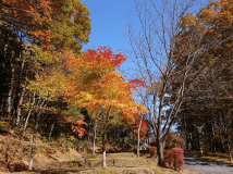 場内の秋の紅葉は見事です。