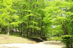 ノーマルサイト（電源なし）