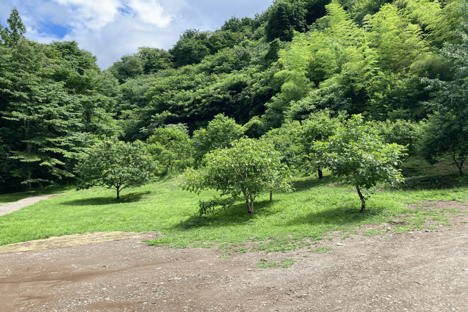 秩父定峰清流キャンプ場 フリーキャンプサイト プランを選ぶ 秩父定峰清流キャンプ場 フリーキャンプサイト プランを選ぶ