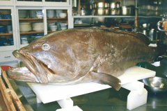 白浜名物の天然本クエを贅沢に♪天然本クエづくし大鍋会席プラン　(天然本クエフルコース）