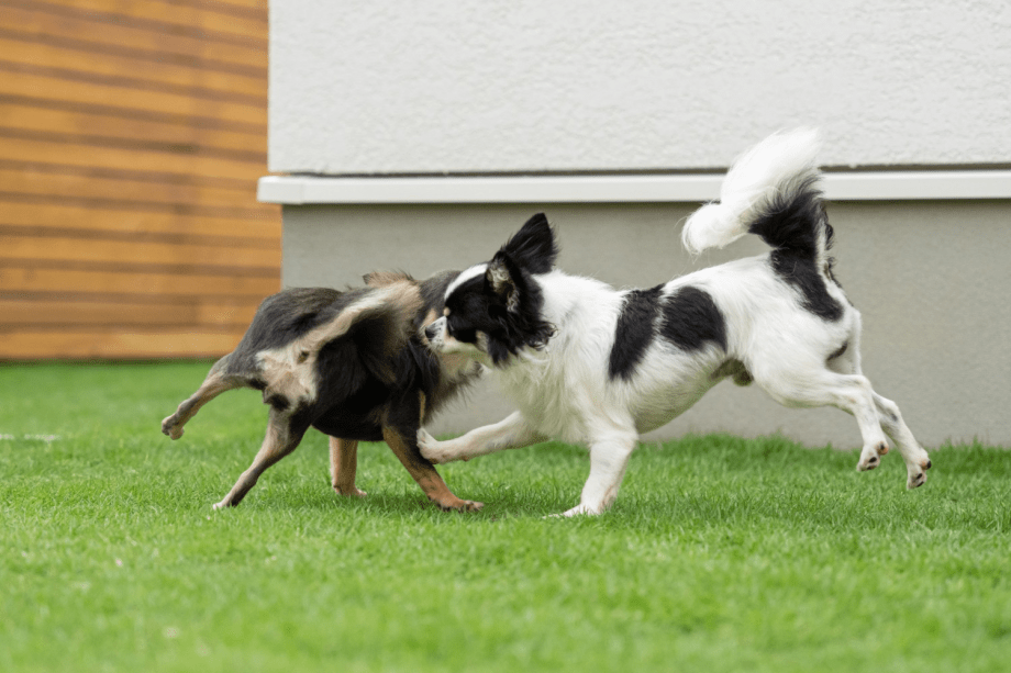 4名以上のグループ限定！🐾愛犬2匹目の宿泊代が無料！犬友と一緒に！＜お食事セレクト＞