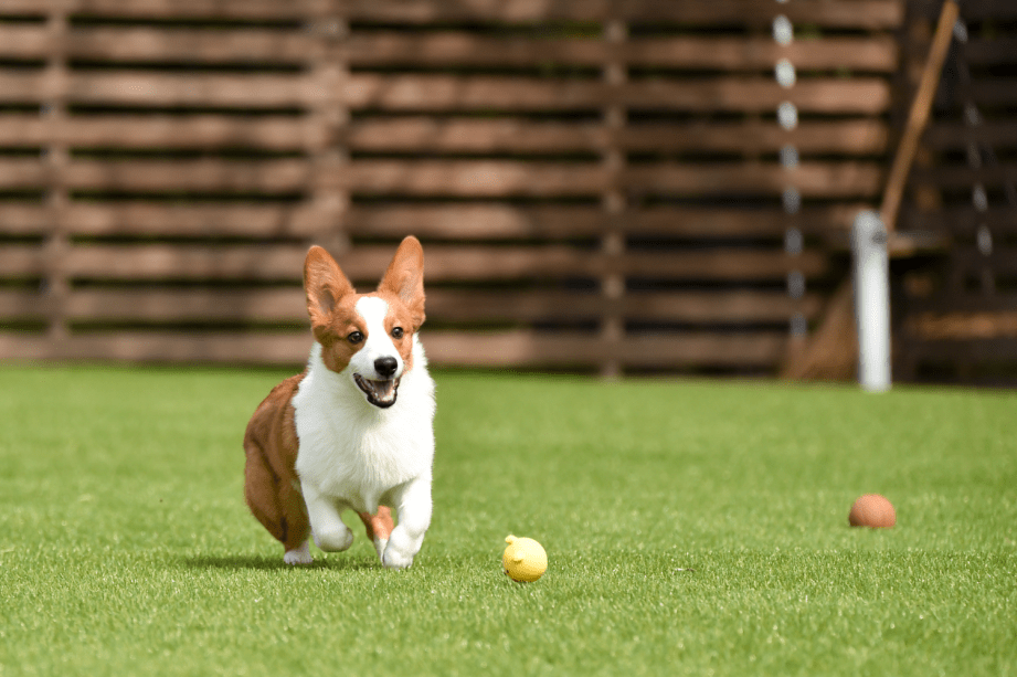 中型犬（イメージ）