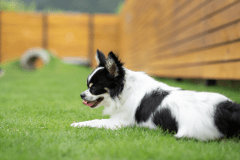 1co.ITOSHIMA　1日1組1棟貸　愛犬と一緒に泊まれる宿【スタンダードプラン】