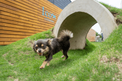 ◇夏旅◇🐾 愛犬と一緒に泊まる宿　1co.ITOSHIMA ＜お食事セレクト＞
