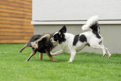 4名以上のグループ限定！🐾愛犬2匹目の宿泊代が無料！犬友と一緒に！＜お食事セレクト＞