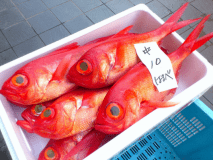 稲取漁港で水揚げの金目鯛、稲取金目鯛づくしプラン。