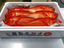 稲取漁港で水揚げの金目鯛、稲取金目鯛づくしプラン。