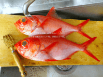 海の幸が一杯!! 海鮮プラン。