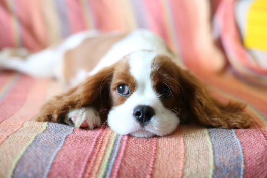 【ペットと泊まれるお部屋】2連泊SALE！愛犬同伴可プラン｜客室バルコニー有【ホテルこだわりの選べる朝食付】