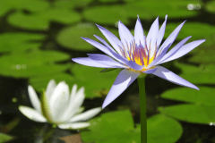 *【周辺観光/モネの庭】お車5分でアクセス抜群です。